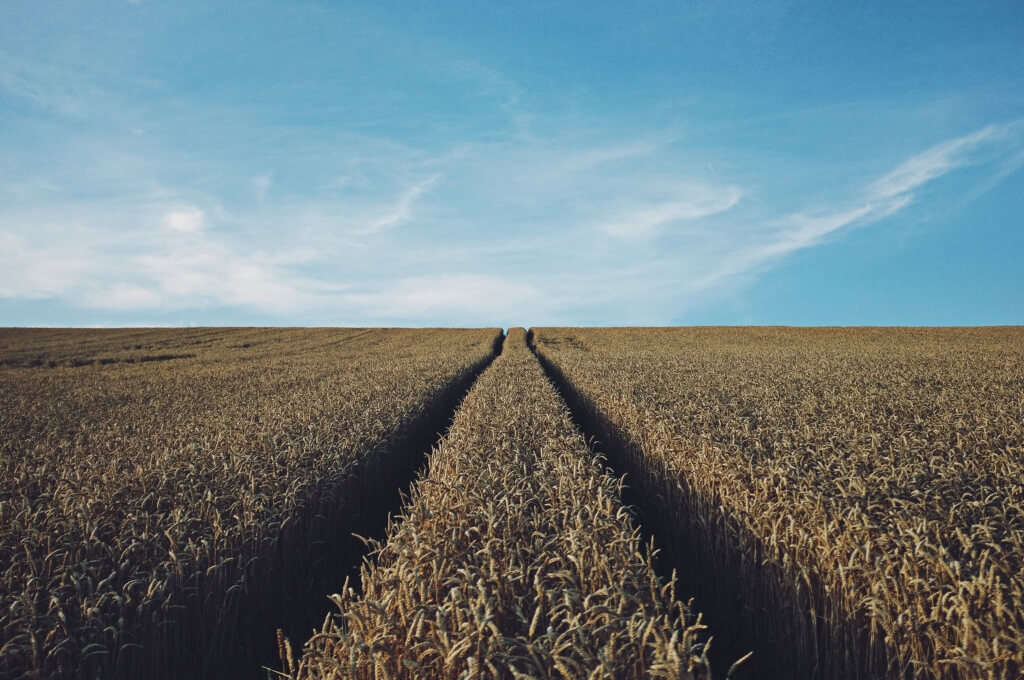 field of crop