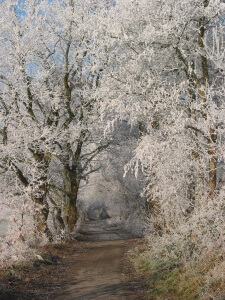 Winter tree